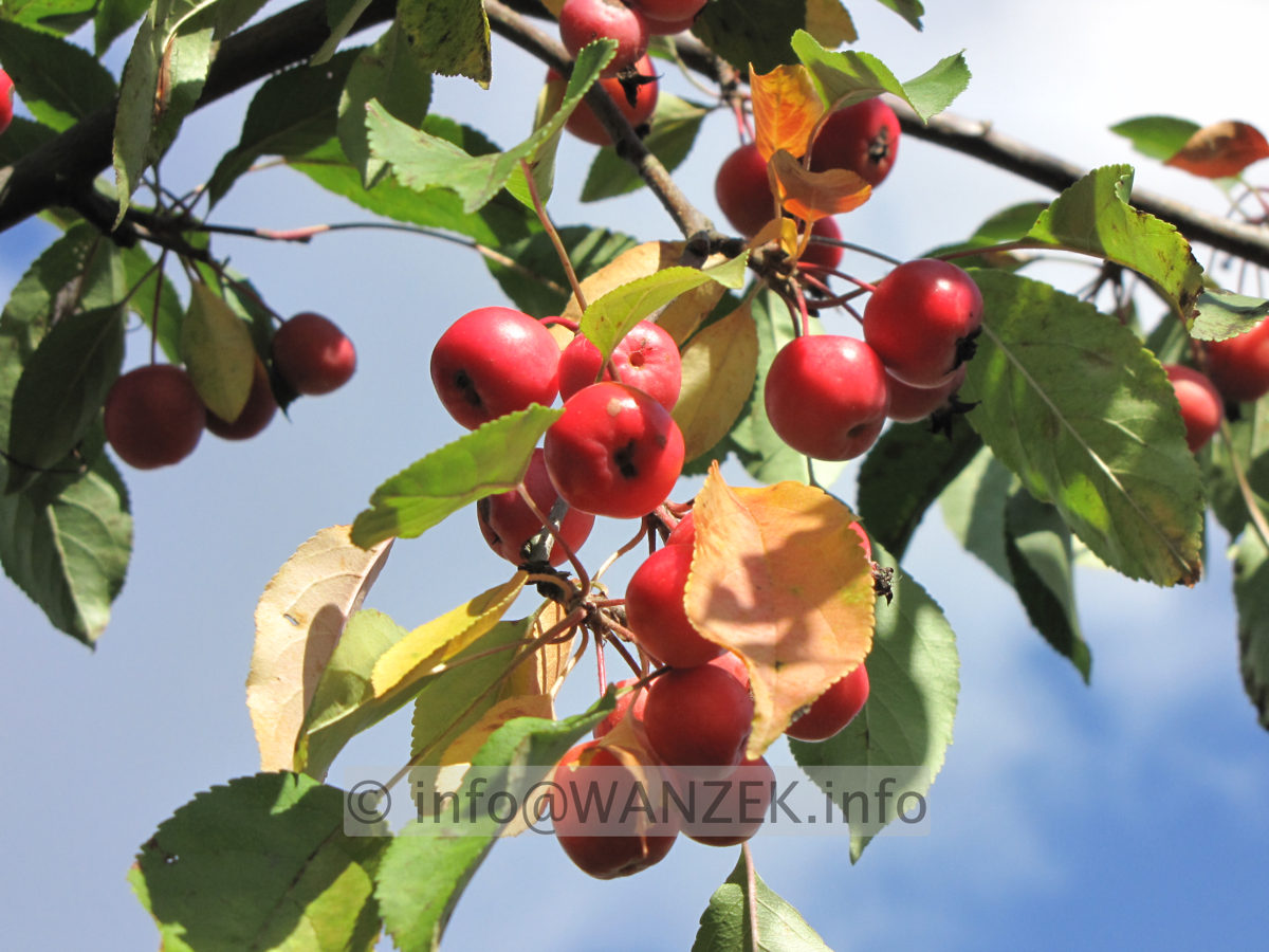 Malus Rudolph 07 AEpfel nah.JPG